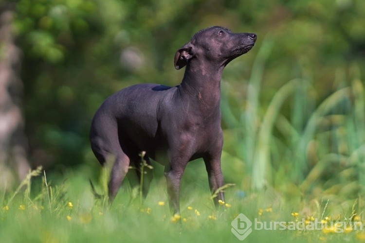 Kediye benzeyen 10 köpek ırkı
