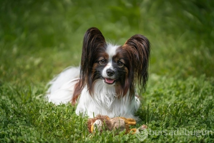 Kediye benzeyen 10 köpek ırkı
