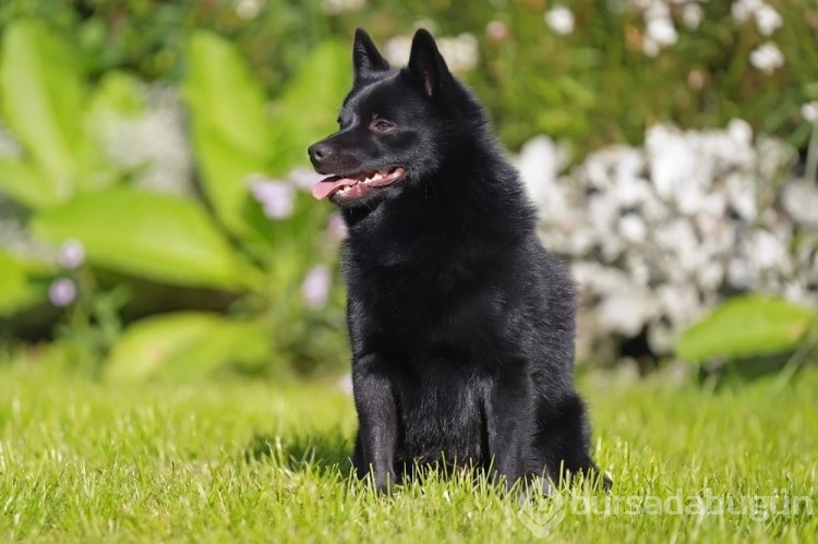 Kediye benzeyen 10 köpek ırkı

