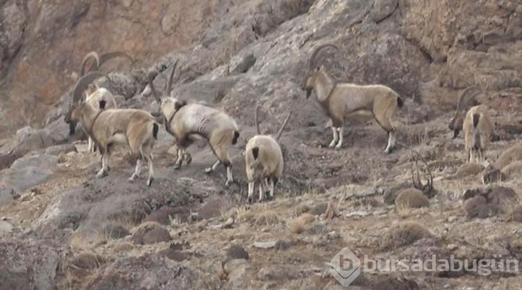 Hakkari'de köylülerden dağ keçilerine gönüllü koruma
