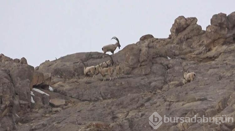 Hakkari'de köylülerden dağ keçilerine gönüllü koruma
