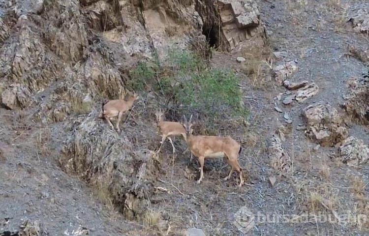 Hakkari'de köylülerden dağ keçilerine gönüllü koruma
