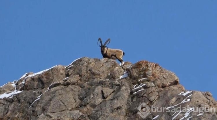 Hakkari'de köylülerden dağ keçilerine gönüllü koruma
