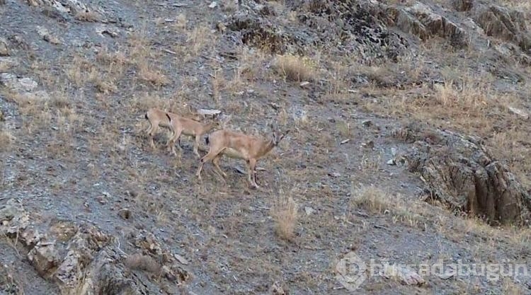 Hakkari'de köylülerden dağ keçilerine gönüllü koruma
