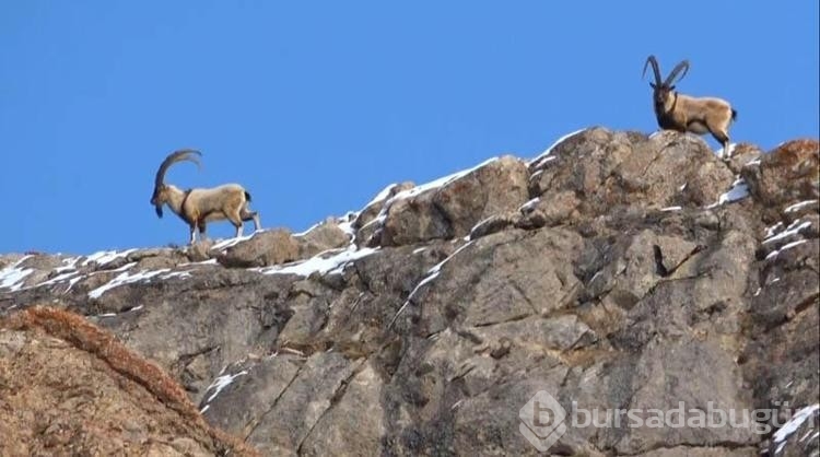 Hakkari'de köylülerden dağ keçilerine gönüllü koruma

