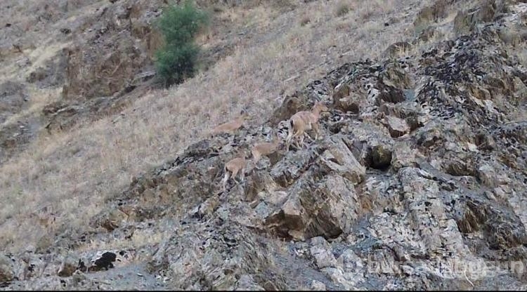 Hakkari'de köylülerden dağ keçilerine gönüllü koruma
