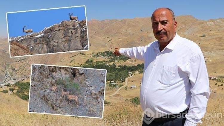 Hakkari'de köylülerden dağ keçilerine gönüllü koruma
