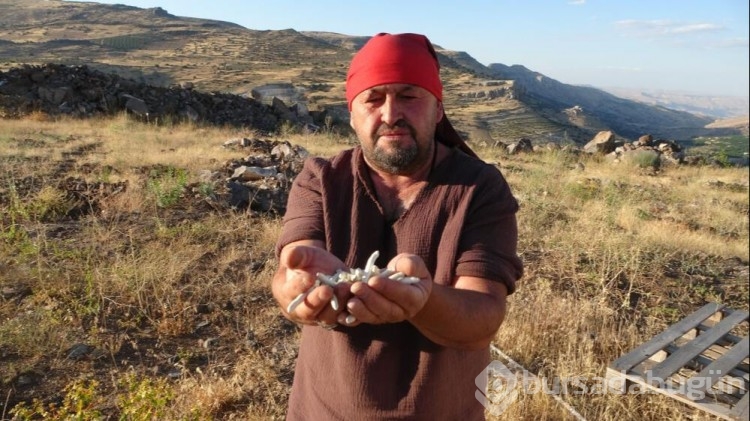 Doğada kendi kendine yetişiyor! Sanki altın... Tanesi 30, kilosu 10 bin lira