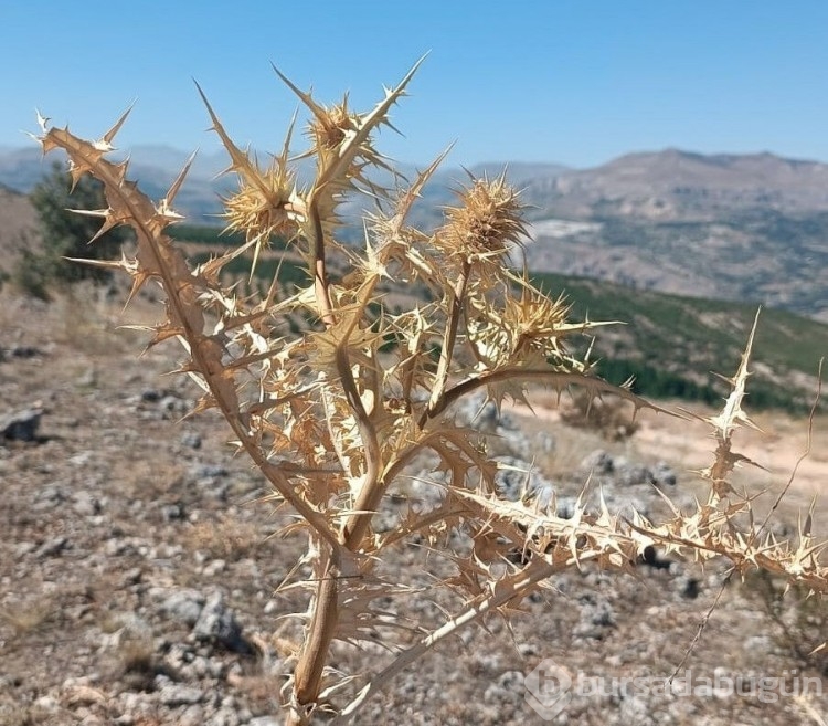 Doğada kendi kendine yetişiyor! Sanki altın... Tanesi 30, kilosu 10 bin lira