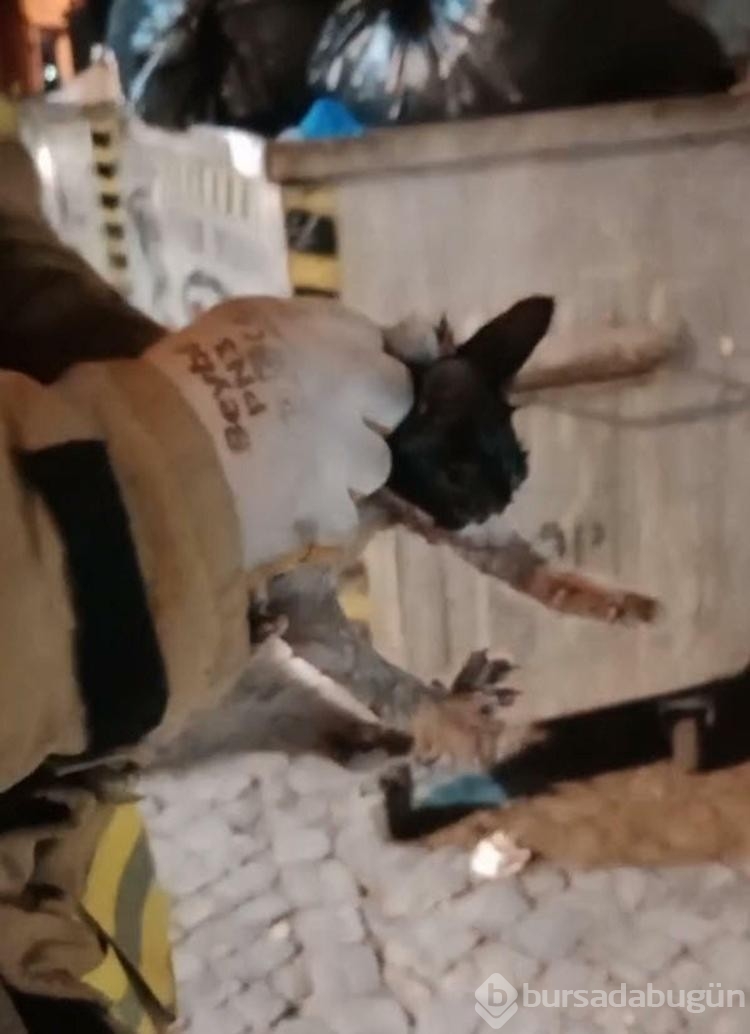 Kedi otomobil motoruna sıkıştı! İtfaiye ekipleri kısa sürede kurtardı