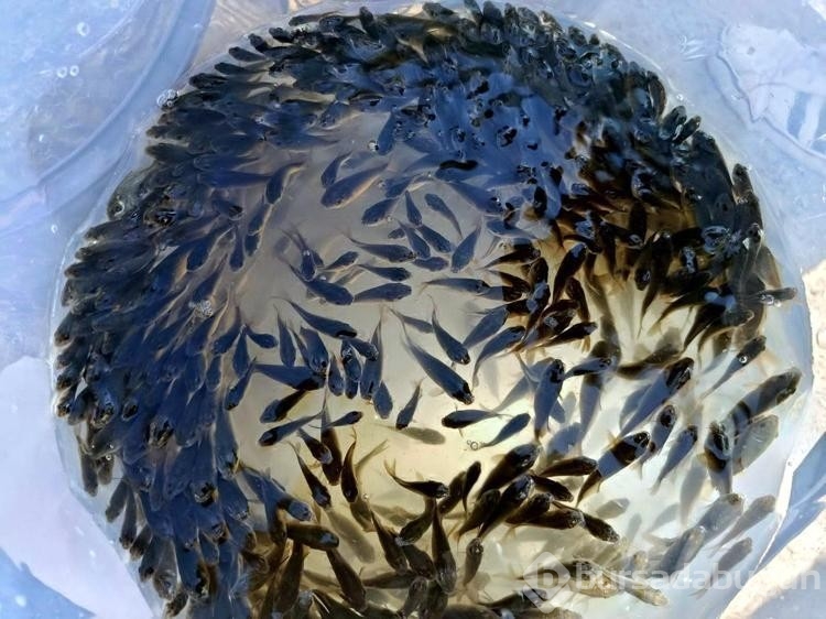 Edirne'de 30 bin yavru sazan gölete bırakıldı
