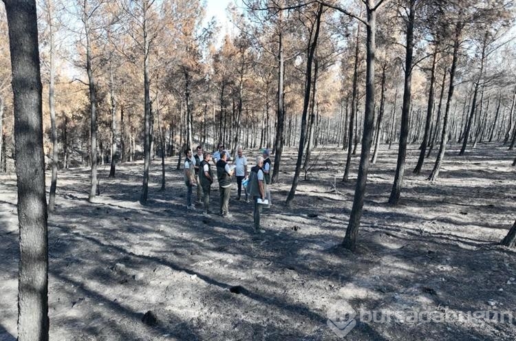 Çanakkale'de bu yıl çıkan yangın sayısı ve zarar gören alanların rakamı şaşırttı