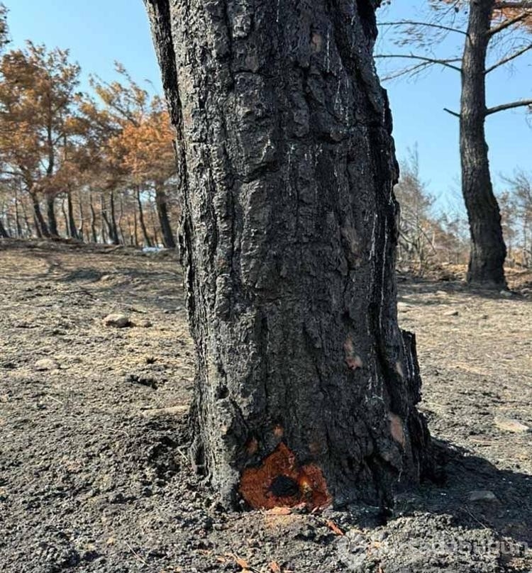 Çanakkale'de bu yıl çıkan yangın sayısı ve zarar gören alanların rakamı şaşırttı