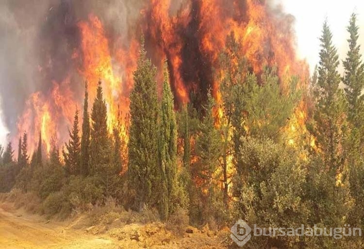 Çanakkale'de bu yıl çıkan yangın sayısı ve zarar gören alanların rakamı şaşırttı