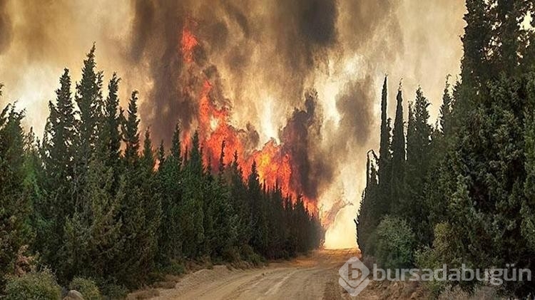 Çanakkale'de bu yıl çıkan yangın sayısı ve zarar gören alanların rakamı şaşırttı