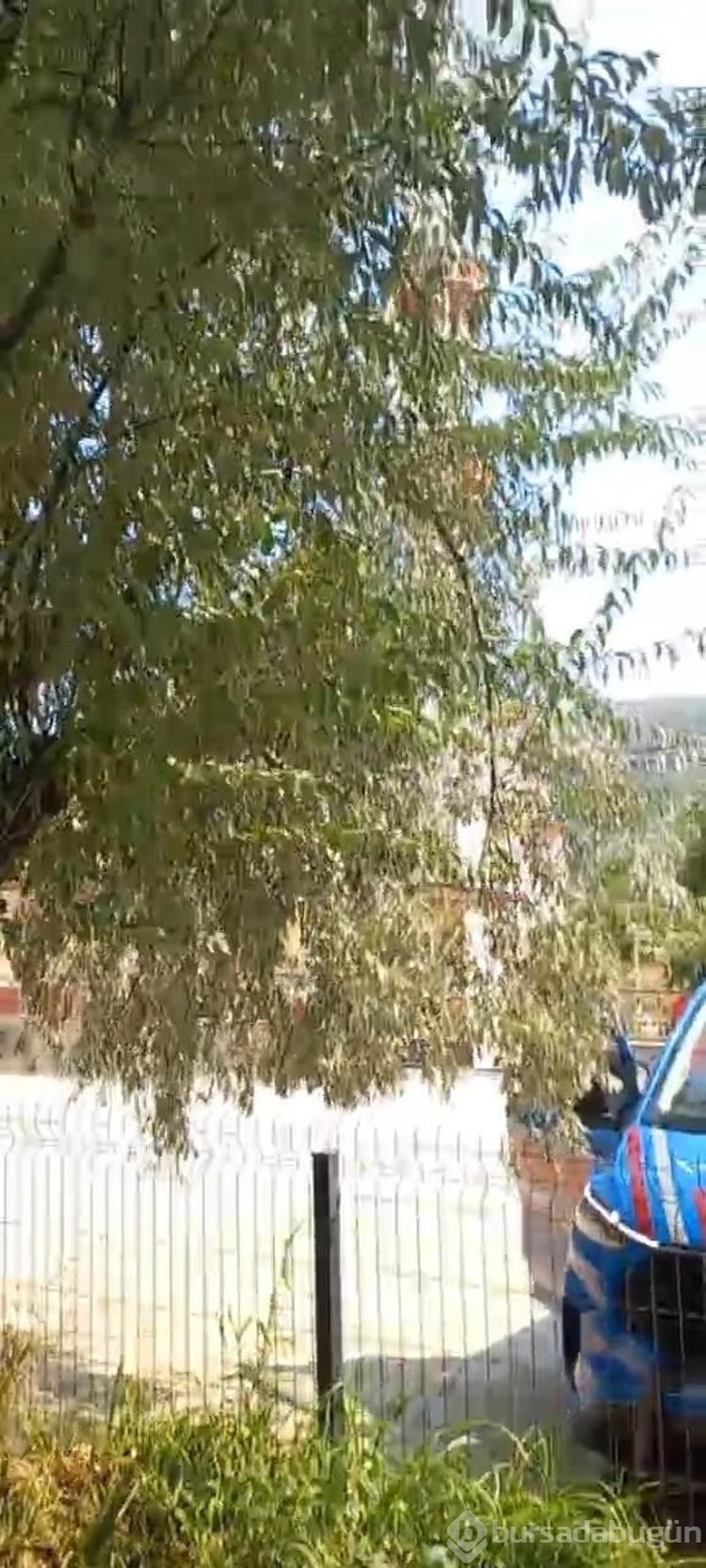 Bursa'da orman yangını
