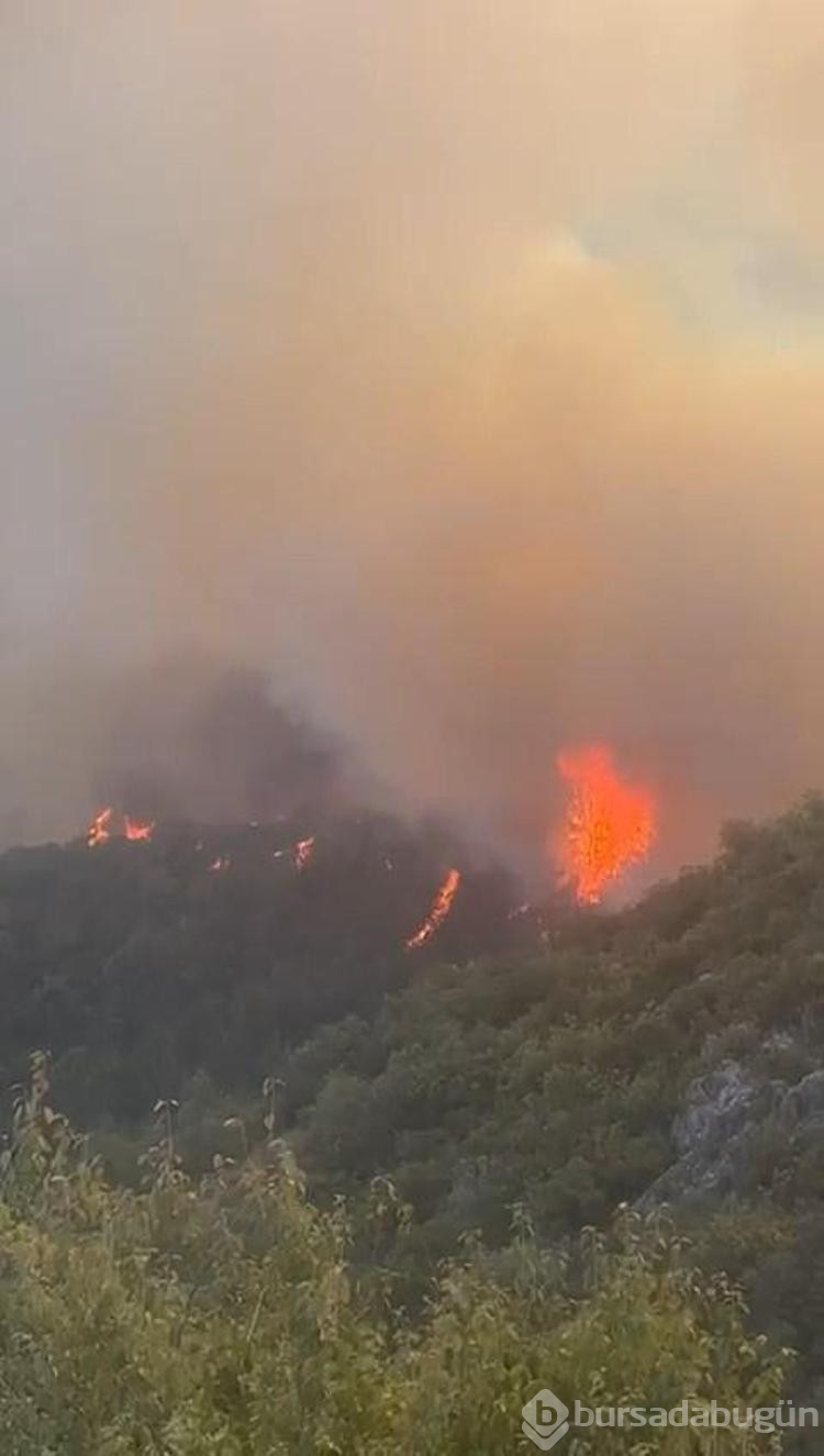 Bursa'da orman yangını
