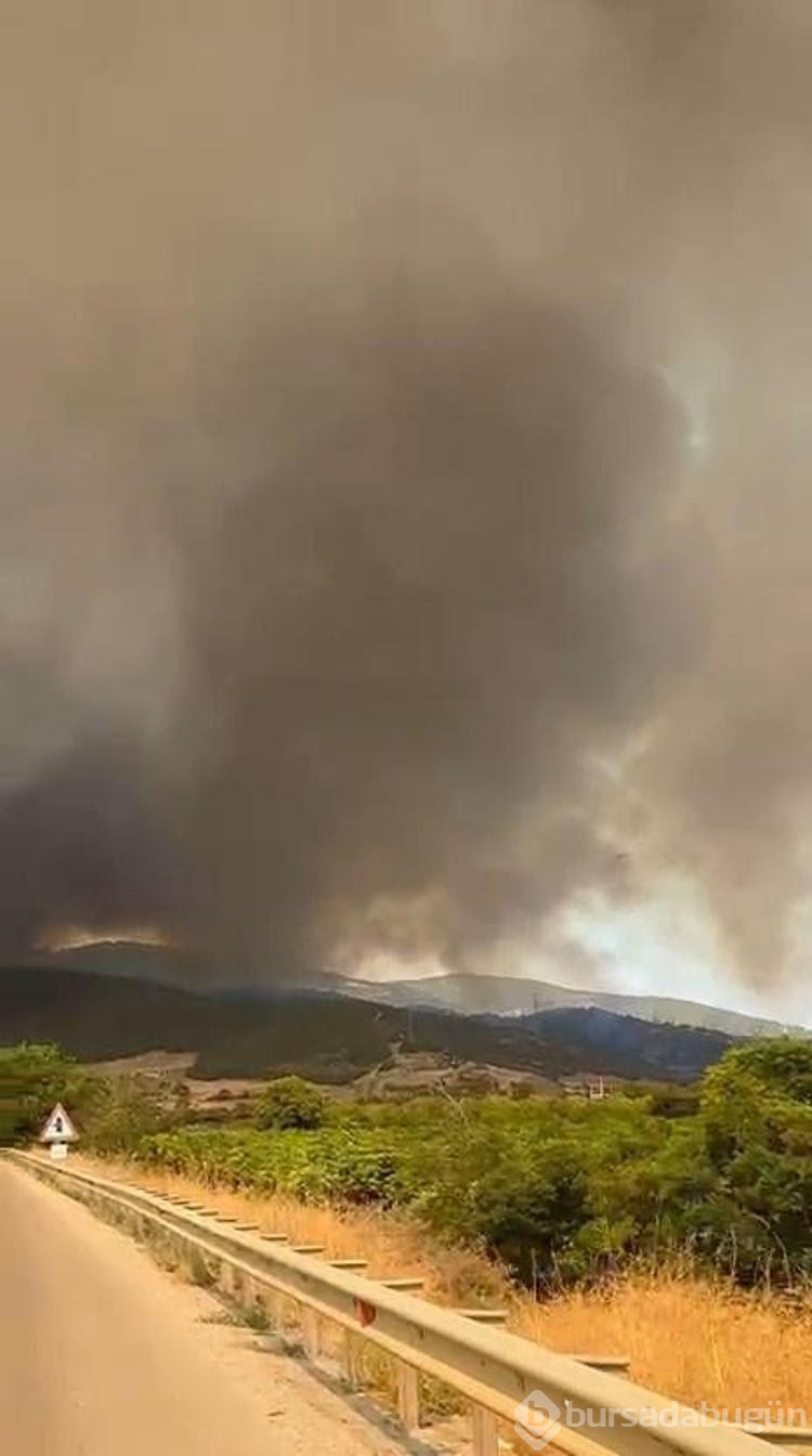 Bursa'da orman yangını
