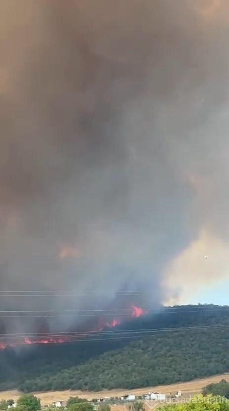 Bursa'da orman yangını
