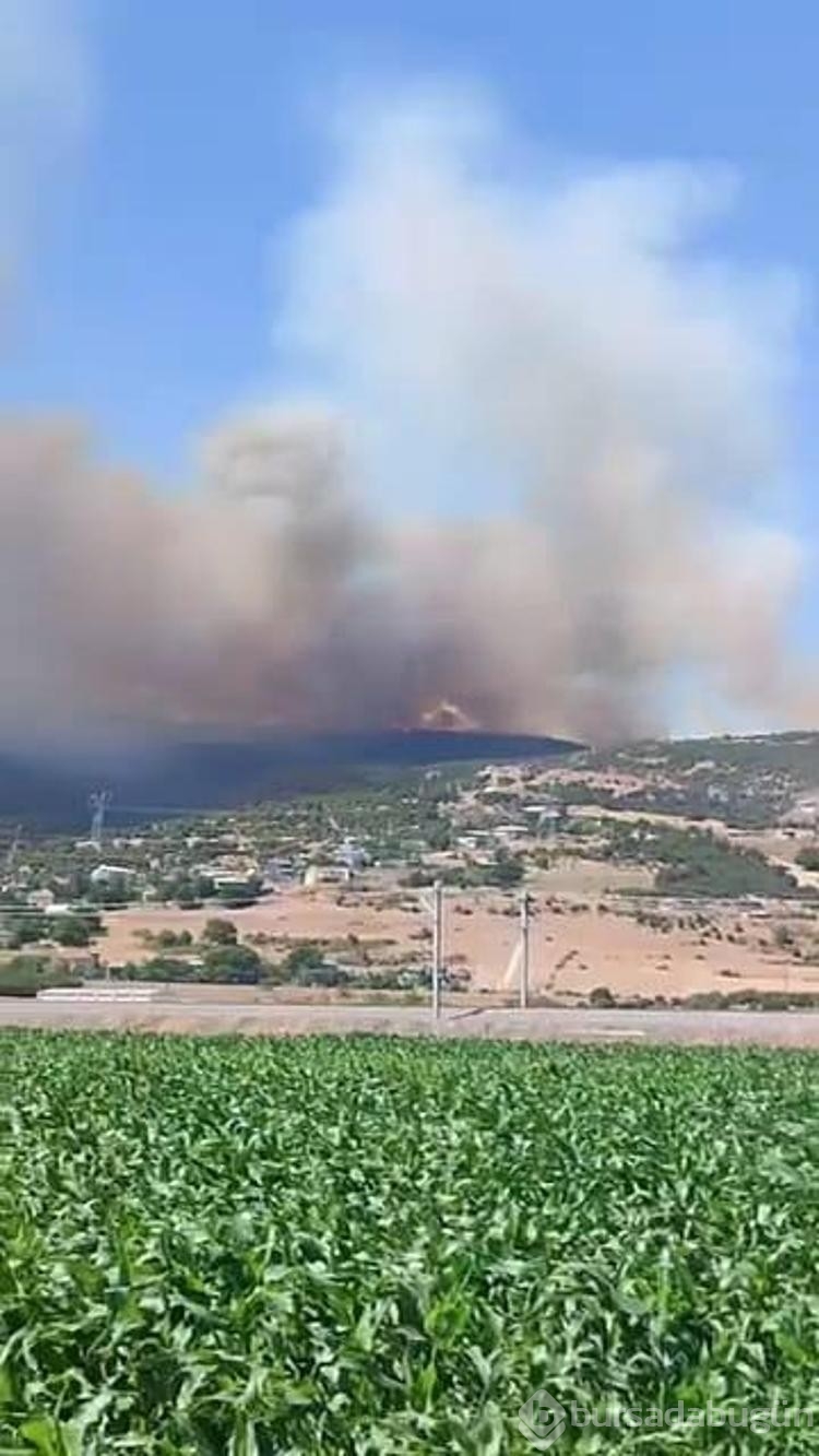 Bursa'da orman yangını
