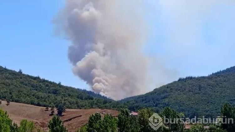Bursa'da orman yangını
