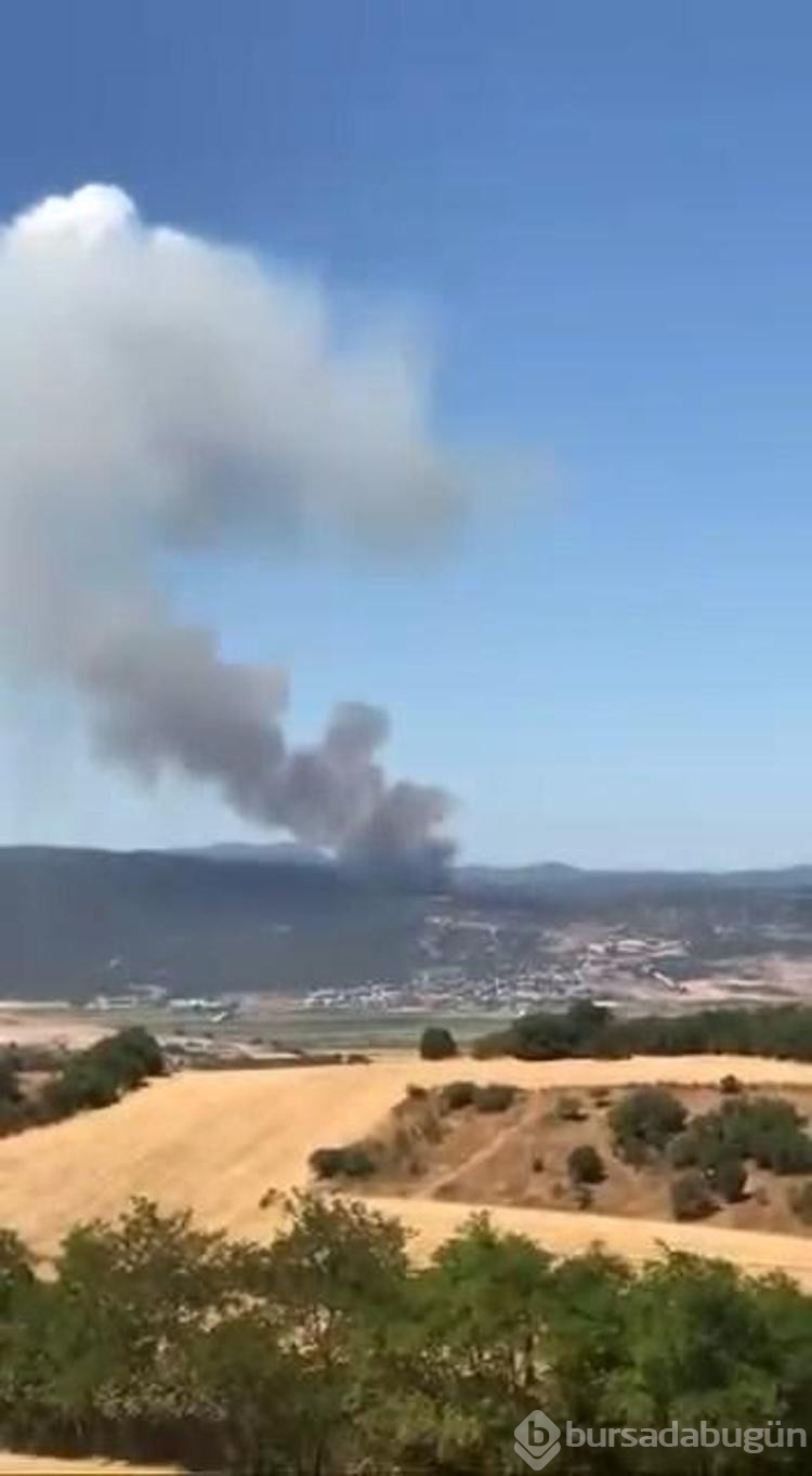 Bursa'da orman yangını
