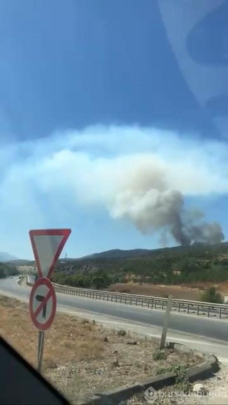 Bursa'da orman yangını
