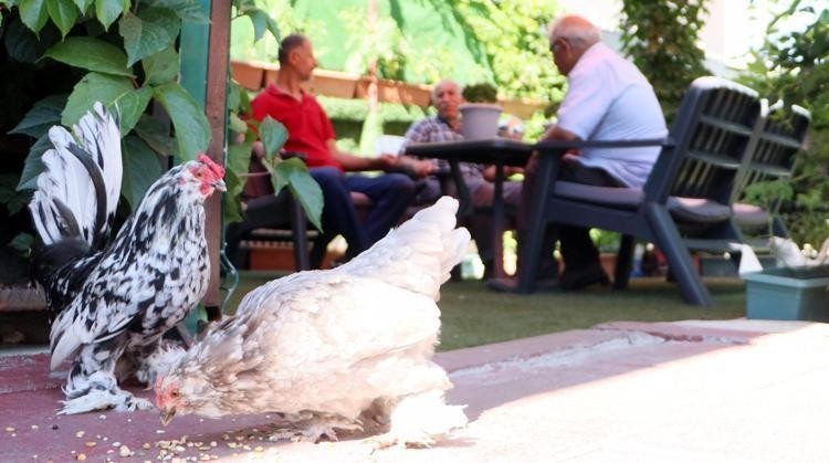 Ödüllü berberden sıra bekleyen müşterileri için hobi bahçesi