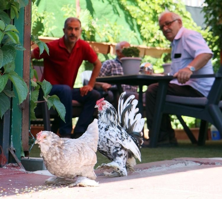 Ödüllü berberden sıra bekleyen müşterileri için hobi bahçesi