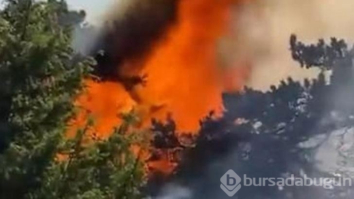 Amasya'da orman yangını