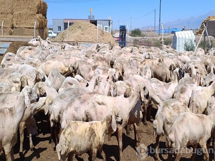 Kayseri'de koyun kırkma mesaisi
