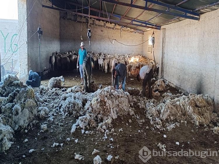Kayseri'de koyun kırkma mesaisi
