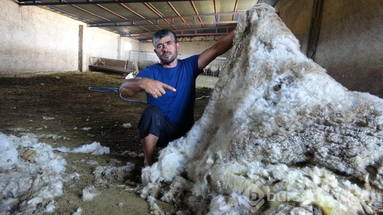 Kayseri'de koyun kırkma mesaisi
