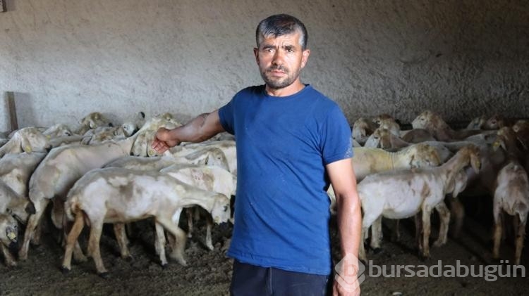 Kayseri'de koyun kırkma mesaisi
