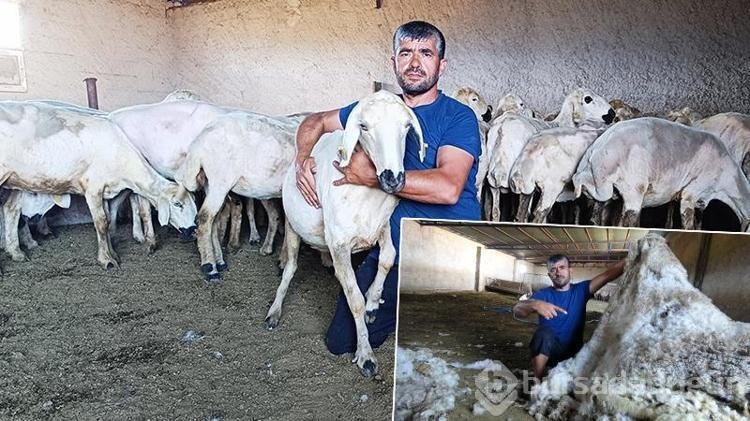 Kayseri'de koyun kırkma mesaisi
