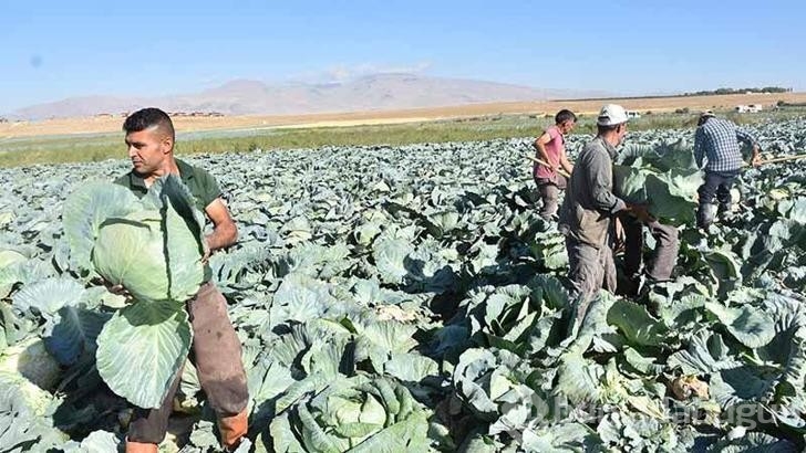 Türkiye'nin lahana üretiminin yüzde 20'sini karşılayan Niğde'de hasat zamanı