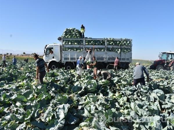 Türkiye'nin lahana üretiminin yüzde 20'sini karşılayan Niğde'de hasat zamanı