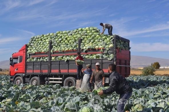 Türkiye'nin lahana üretiminin yüzde 20'sini karşılayan Niğde'de hasat zamanı