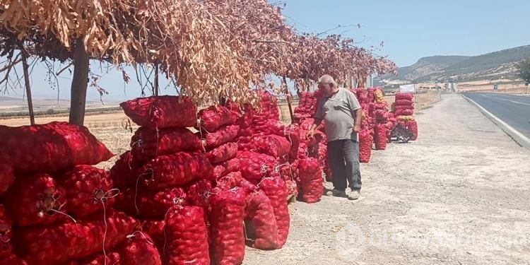 Hasadı yapılan soğan tarlada 3 TL'ye satılıyor
