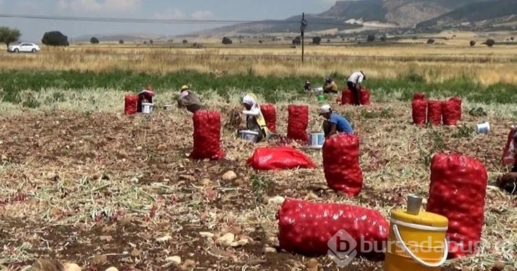 Hasadı yapılan soğan tarlada 3 TL'ye satılıyor
