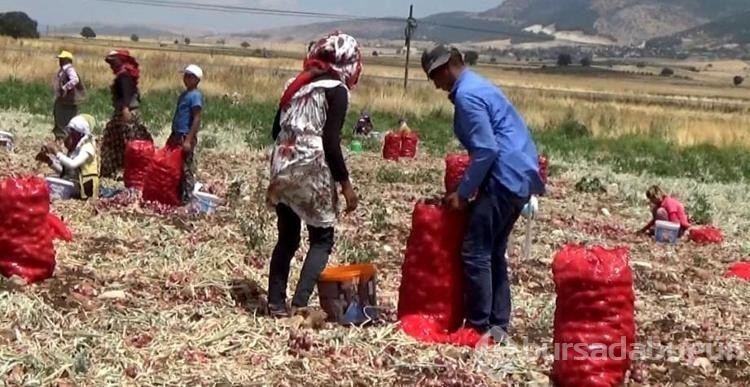 Hasadı yapılan soğan tarlada 3 TL'ye satılıyor
