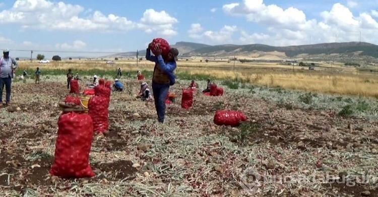 Hasadı yapılan soğan tarlada 3 TL'ye satılıyor
