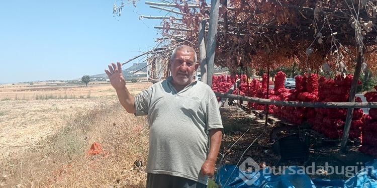 Hasadı yapılan soğan tarlada 3 TL'ye satılıyor
