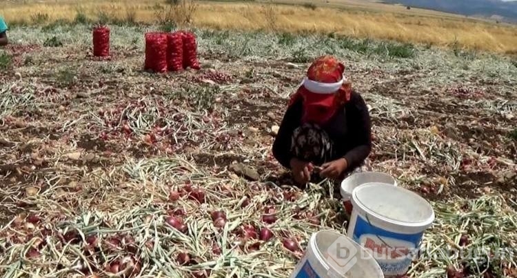 Hasadı yapılan soğan tarlada 3 TL'ye satılıyor
