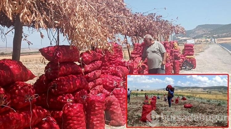 Hasadı yapılan soğan tarlada 3 TL'ye satılıyor
