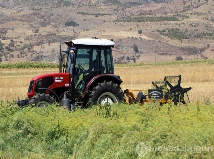 Türkiye'nin rezene üretim merkezi Burdur'da sezonun son hasadı yapıldı