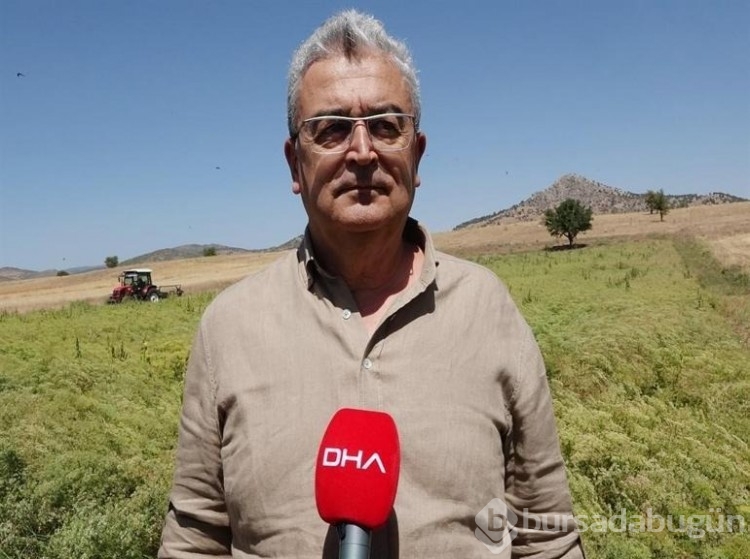Türkiye'nin rezene üretim merkezi Burdur'da sezonun son hasadı yapıldı
