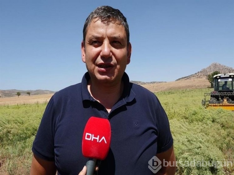 Türkiye'nin rezene üretim merkezi Burdur'da sezonun son hasadı yapıldı