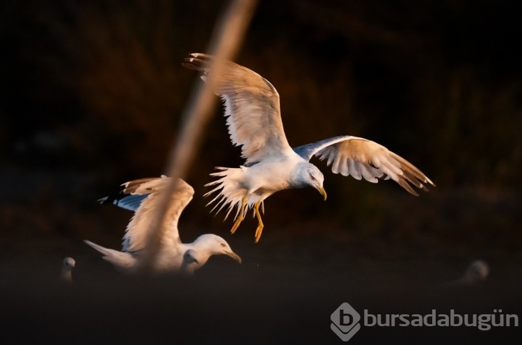 Bursa'da göç başladı! Çeşitlilik artıyor...