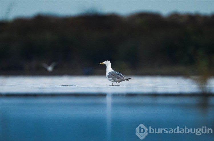 Bursa'da göç başladı! Çeşitlilik artıyor...